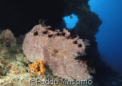 hard coral,maldives,nikon d2x,12-24mm lens by Puddu Massimo 
